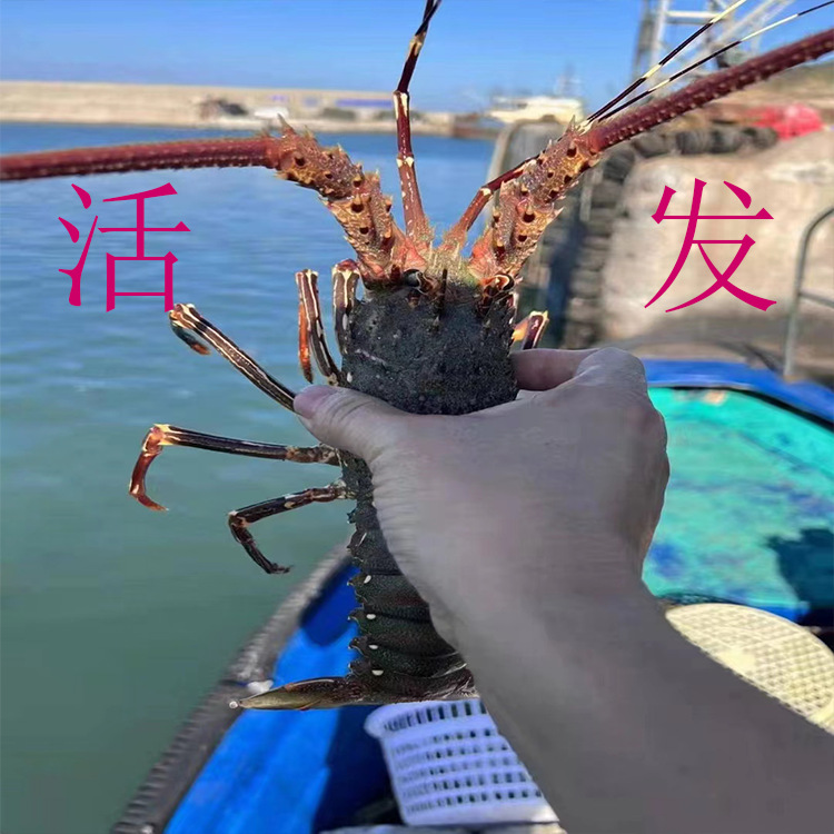 东山岛小青龙虾鲜活发货新鲜大青龙虾200克-450克规格