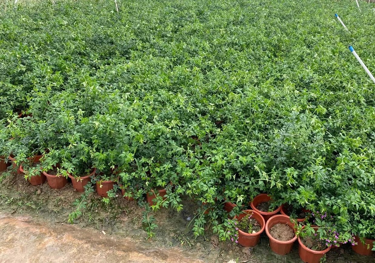 盆栽云南黄素馨 基地直供迎春花 多种规格