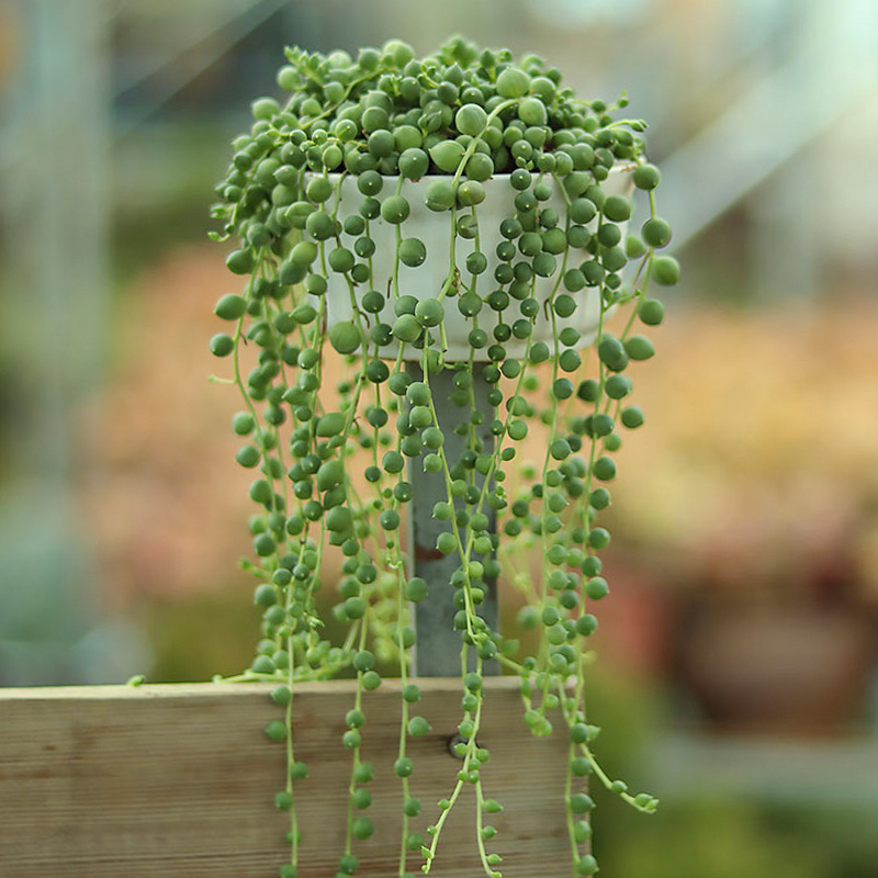 吊兰情人泪佛珠锦垂吊多肉植物绿植室内盆栽肉肉带盆大颗好养长藤