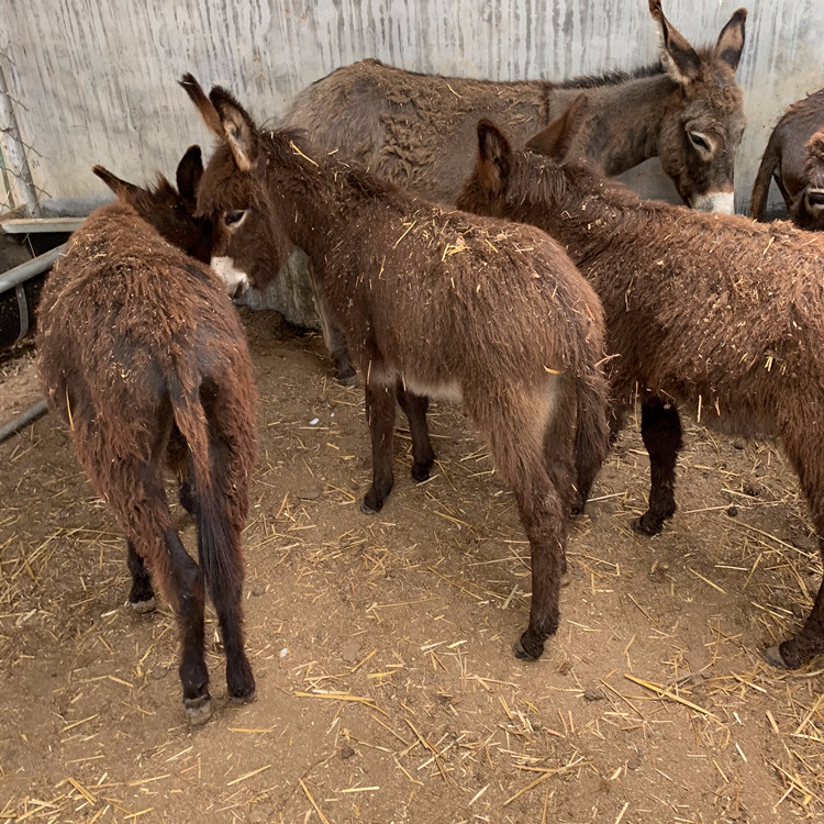 出售宠物驴 萌宠迷你活驴养殖 儿童骑乘活体小驴仔