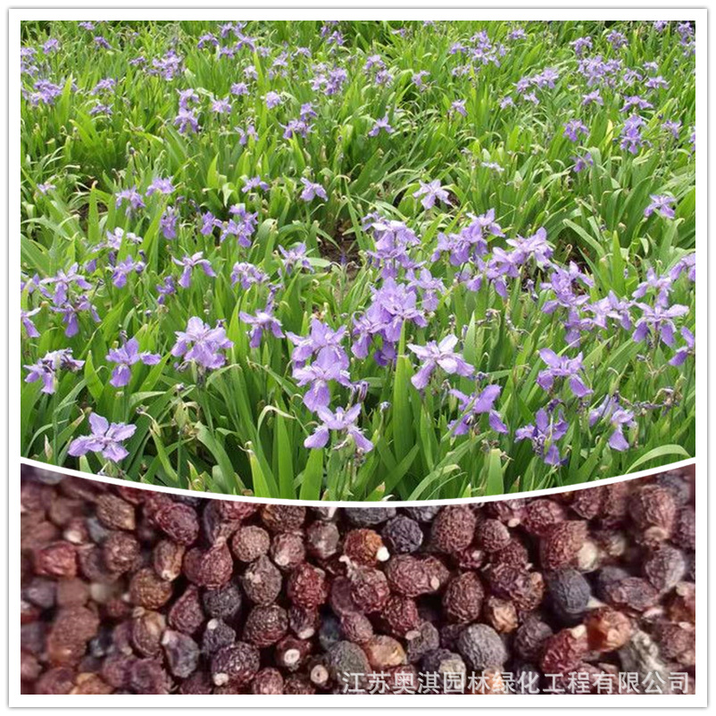 蓝花鸢尾种子蓝蝴蝶扁竹花德国鸢尾优鸢尾花扁担花种子货到付款
