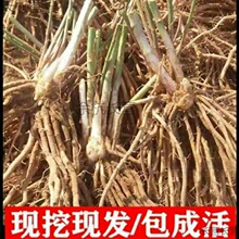 芦笋苗根蔬菜苗四季多年生阳台盆栽种植四季生长阳台盆栽种植自种