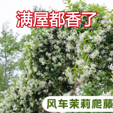 风车茉莉爬藤植物庭院爬墙浓香型盆栽大苗耐寒白色拱门阳台开花香