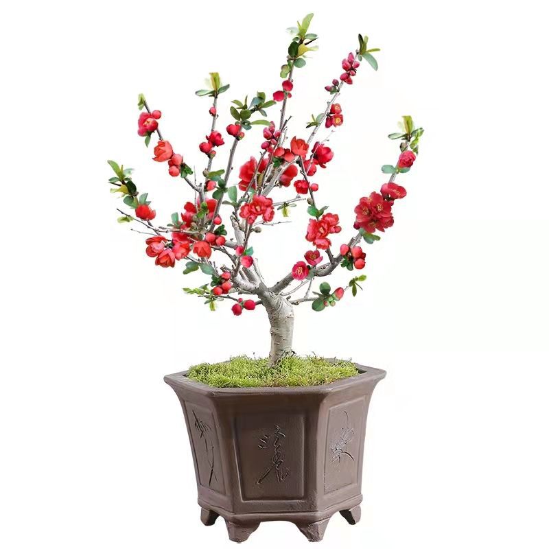 海棠花盆栽带花苞长寿冠四季海棠红色冠耐寒老桩南北方种植造型