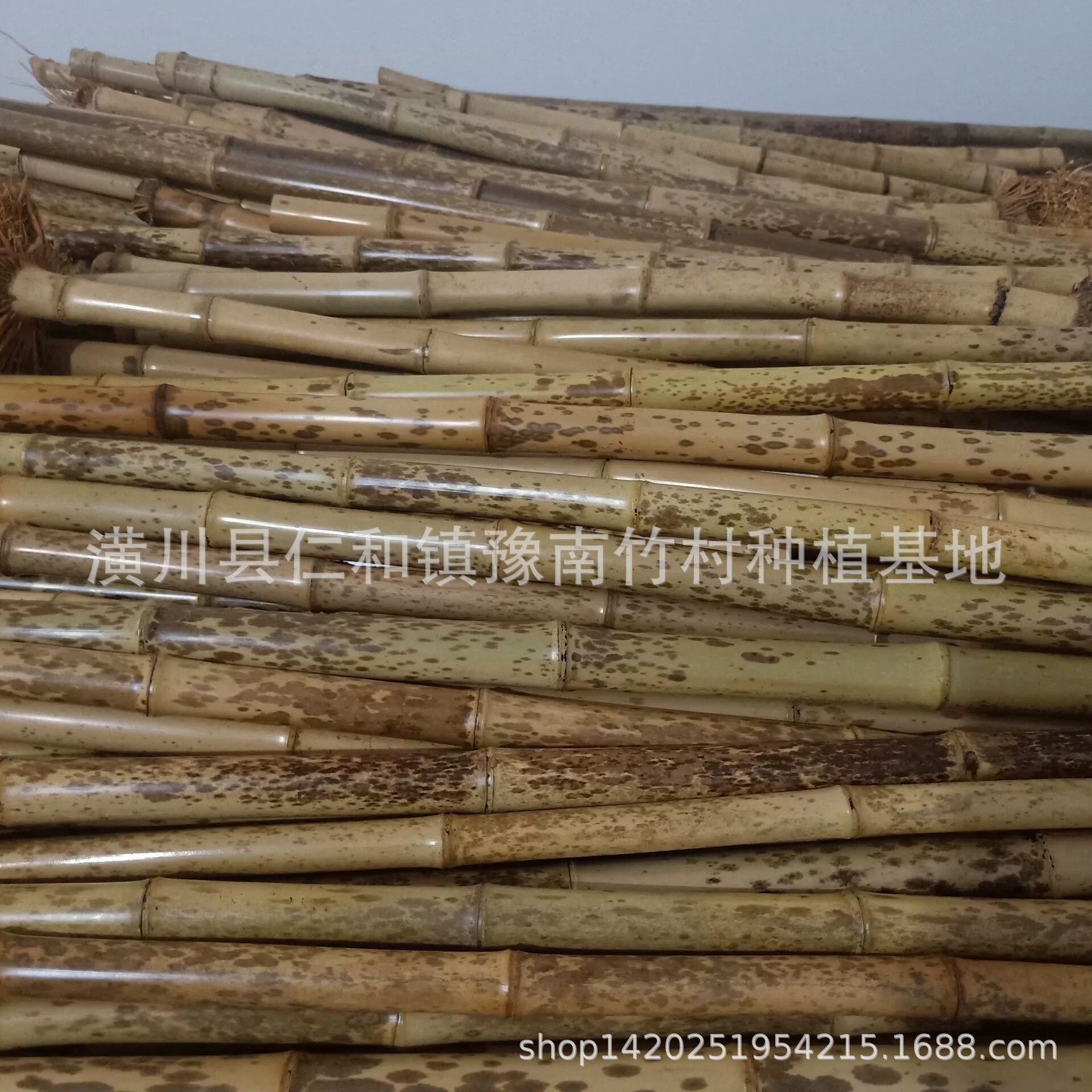 红湘妃竹 五年以上毛料 笛箫料