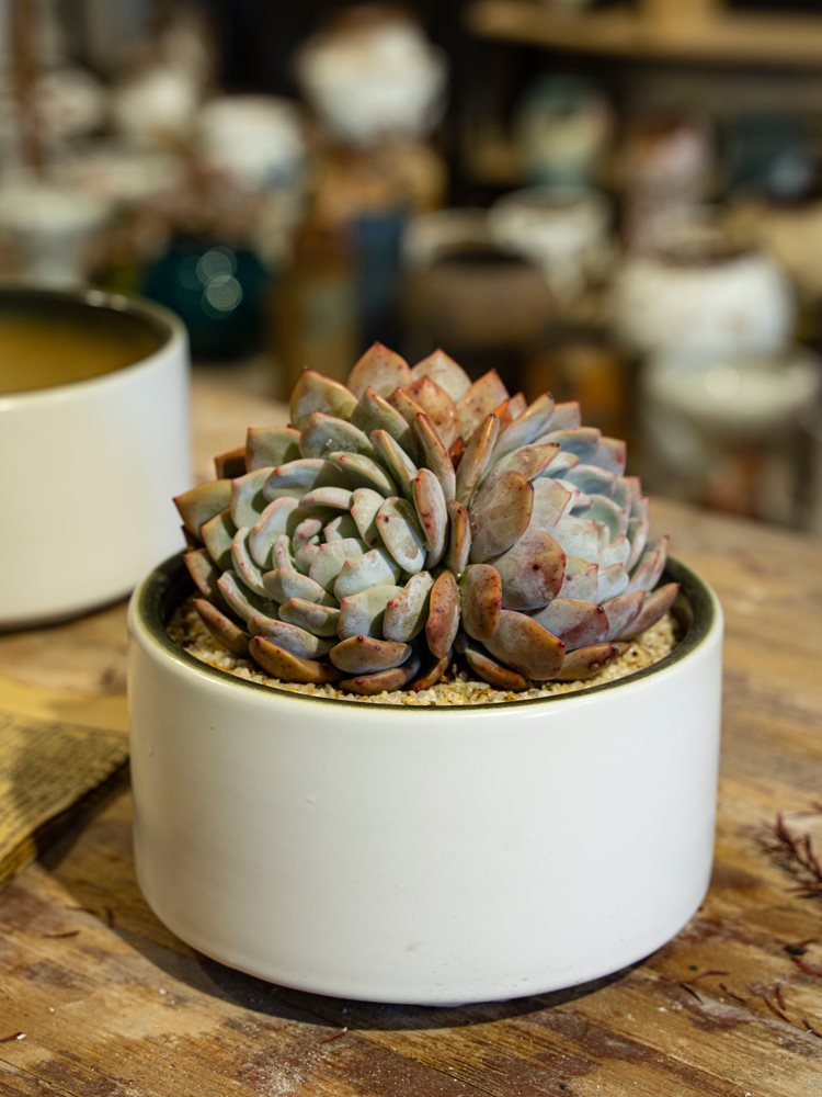 陶瓷花盆多肉绿植盆白色高11口径17简约圆盆大口径室内阳台盆栽