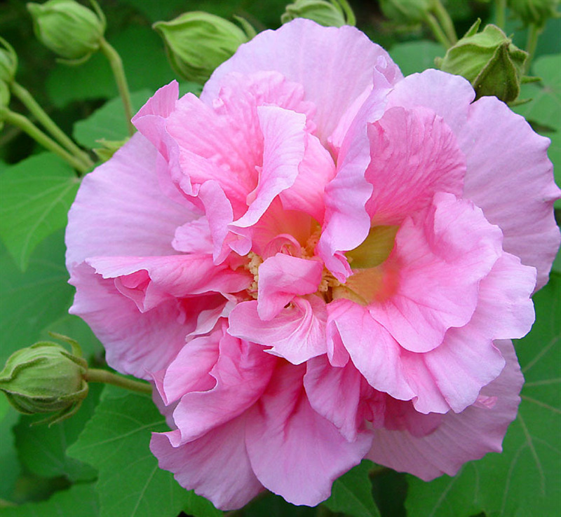 木芙蓉种子 芙蓉花 地芙蓉春播秋播多年生花卉种子观赏树植物种子