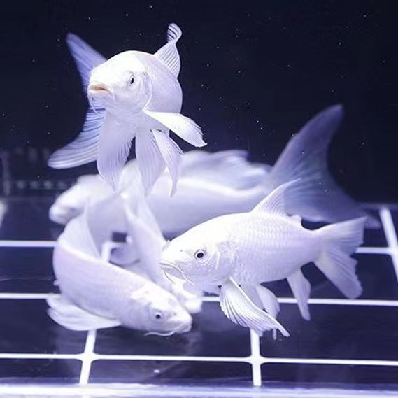 淡水观赏鱼 活体 白金龙凤锦鲤鱼苗活体 锦鲤苗 宠物鱼