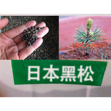 批发新采黑松种子日本黑松种子东北黑松山东黑松松树种子
