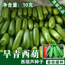 西葫芦种子西葫芦籽蔬菜种子批发菜种菜籽菜种子公司四季播种