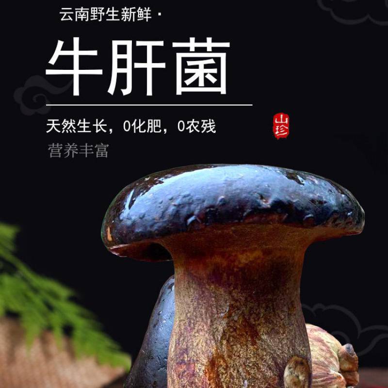 黑牛肝菌云南省特产新鲜菌子菌类鲜货新鲜蔬菜食用鲜菌菇