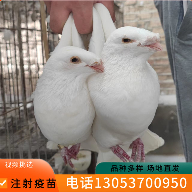 白马头鸽 亮子鸽 美河马 黄杠马头鸽子 瓦灰蛇头鸽-阿里巴巴