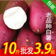 2023年新红薯老品种山芋红皮白心地瓜板栗薯新鲜农家自种白瓤番薯