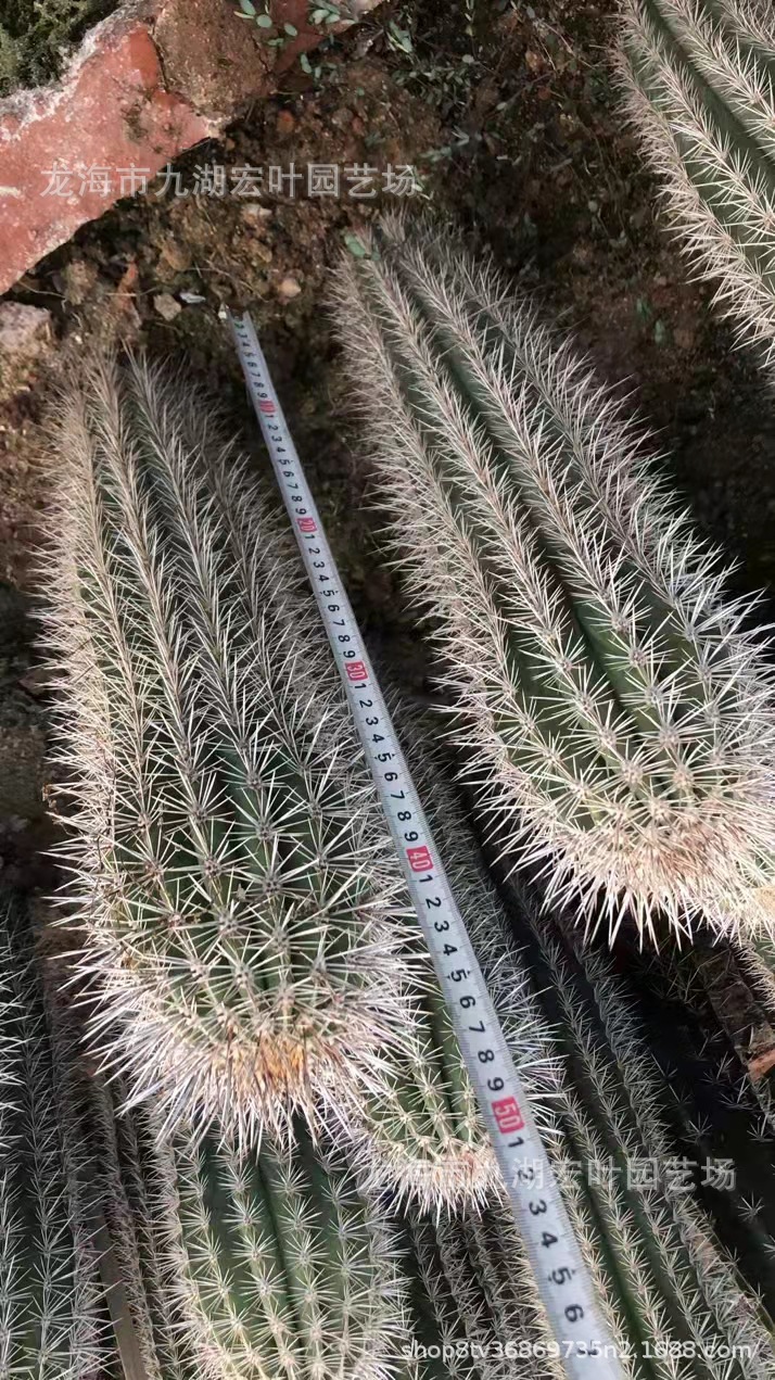 武伦柱幸福柱摩天柱武轮柱狼牙棒仙人掌仙人球沙生植物多肉植物