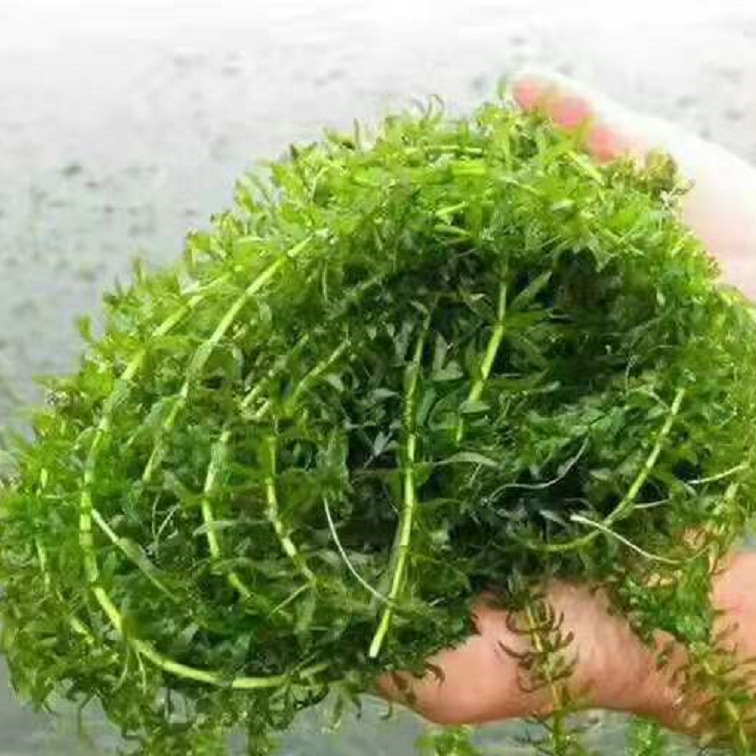 沉水植物 轮叶黑藻 伊乐藻 狐尾藻 苦草 眼子菜 水体净化