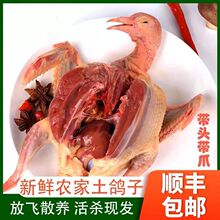 鸽子带头带爪真鸽子农家散养乳鸽土现杀乳鸽批发鸽子汤新鲜鸽子肉