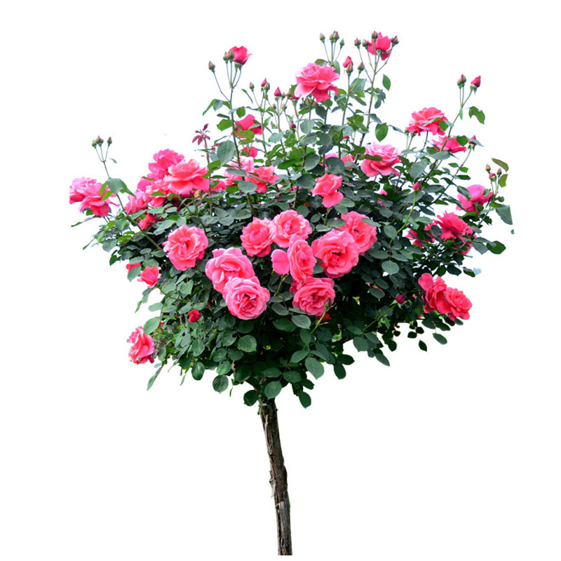 高杆树状老桩月季玫瑰大花月季树开花浓香月季花庭院盆栽地栽月季