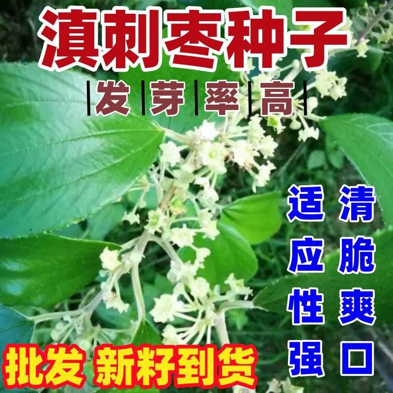 青枣种子牛奶青枣种子林木种籽四季台湾青枣印度枣毛叶枣缅枣种