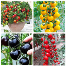 批发圣女果种子番茄籽小西红柿子有限无限生长型家庭种植阳台盆栽
