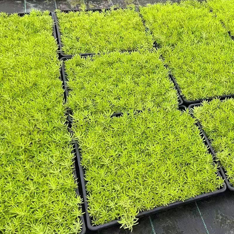 佛甲草草皮黄金金叶过路黄万年草中华景天佛甲草苗屋顶绿化坪植物