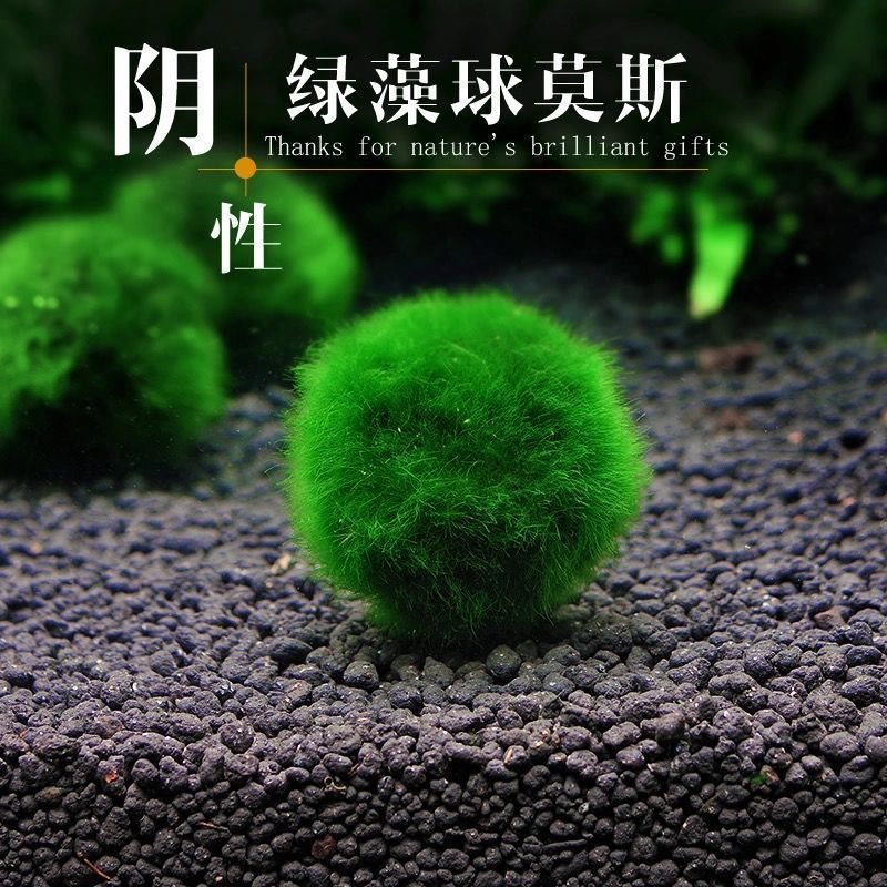 鱼缸水族箱造景水海藻球生态球造景绿藻球生态瓶绿澡球水藻球默认
