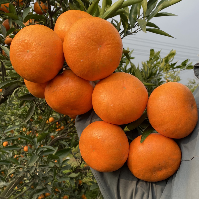 四川爱媛42号贵妃柑橘大桔子皮薄爆汁新鲜水果非红美人柑橘果冻橙