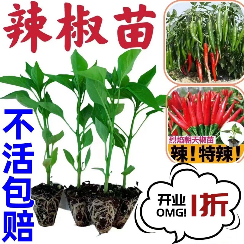 蔬菜苗秧苗辣椒苗茄子瓜果苗四季种植西红柿菜苗圣女果苗青椒幼苗