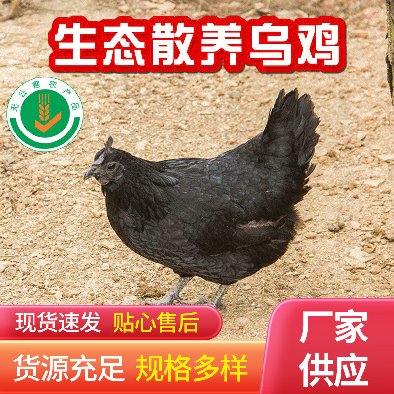 现货供应龙游农家散养母鸡现杀新鲜生鸡肉山林乌鸡厂家供应