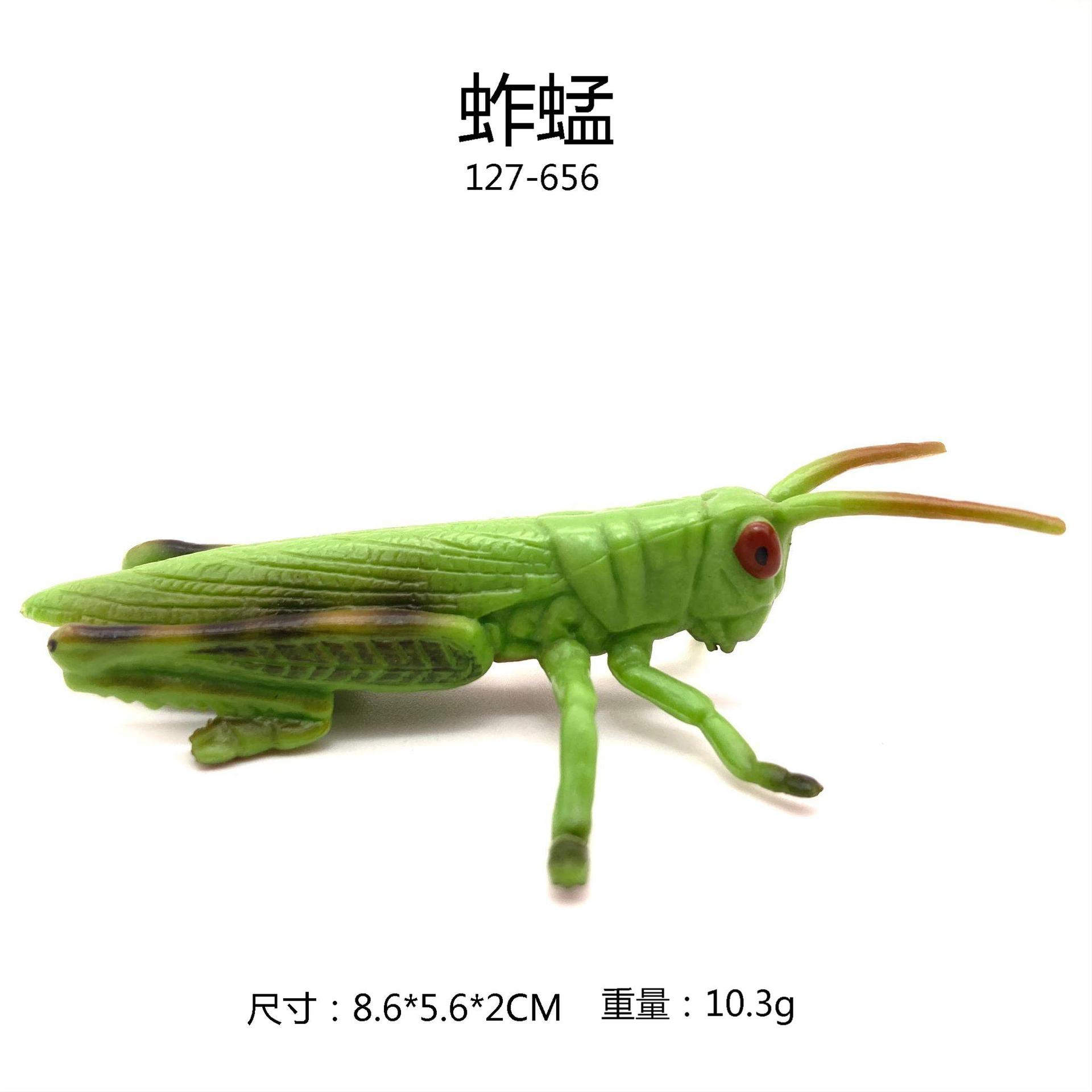 儿童科教认知仿真昆虫模型蝗虫蚱蜢蚂蚱草蜢实心玩具模型装饰摆件