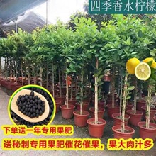 绿植大型四季结果柠檬树盆栽阳台带果花苞树苗庭院植物水果树室内