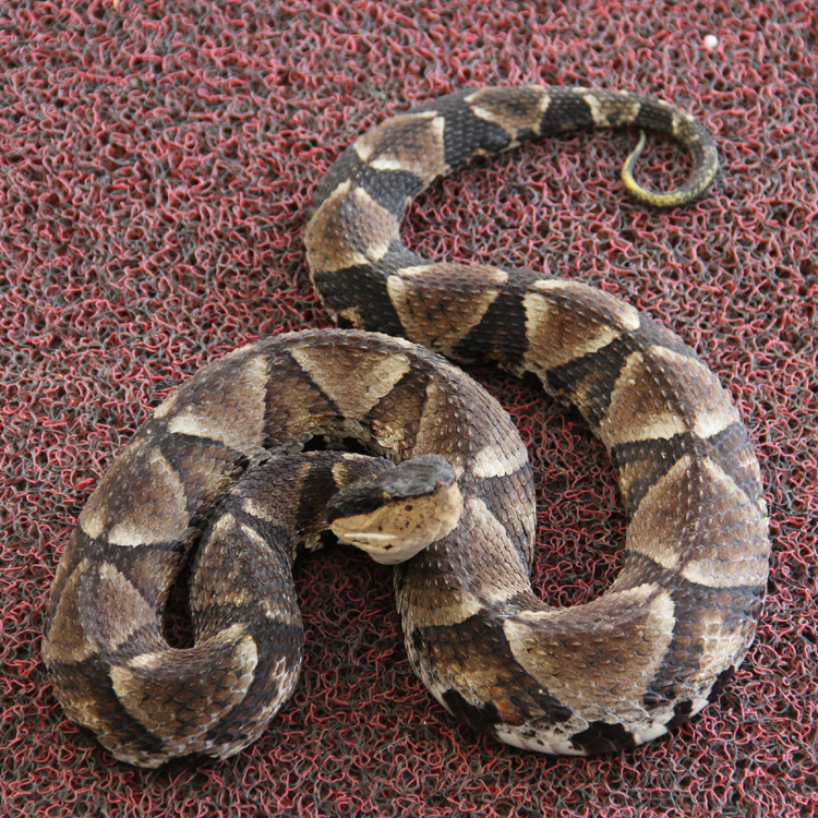 五步蛇头蕲蛇头