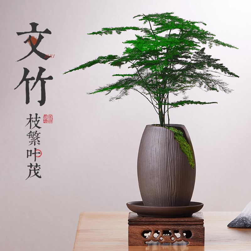 高端文竹盆栽室内桌面植物办公室盆景造景摆件高级好养粗壮矮绿植