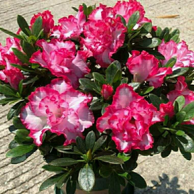 带花苞发货四季杜鹃花盆栽带带花室内阳台开花花苗年宵花好养