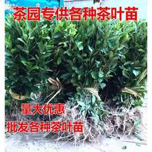 正宗茶叶苗 龙井茶安吉白茶绿茶苗碧螺春茶树苗 南方北方都可以种