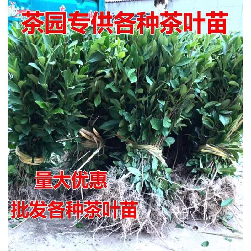 正宗茶叶苗 龙井茶安吉白茶绿茶苗碧螺春茶树苗 南方北方都可以种