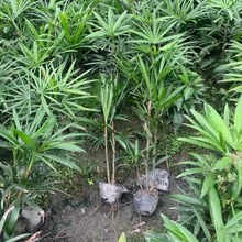 细叶棕竹杯苗 四川成都园林绿化工程苗木花木 小灌木 棕榈植物