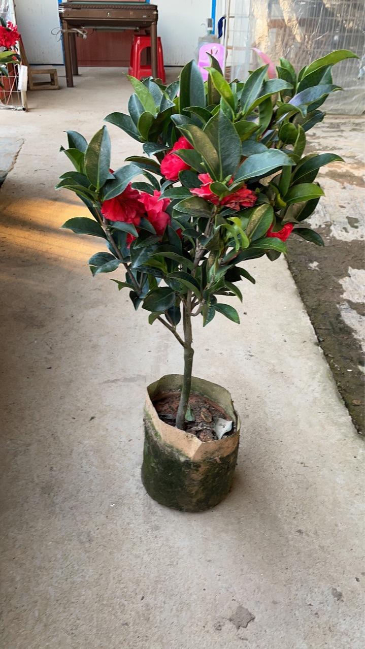四季开花重瓣山茶花盆栽室内好养植物四季开花阳台庭院浓香带花苞
