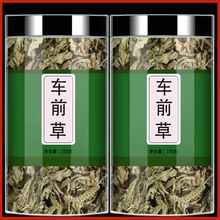 车前草500g克材袋泡茶野生新鲜猫爪草车钱草泡茶水包邮