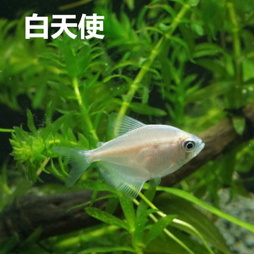 白衣天使鱼活体白色天使热带观赏鱼天使鱼草缸鱼群游渔场直销