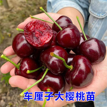 乌克兰车厘子苗北方南方大樱桃树苗云南贵州四川种植盆栽地栽果树
