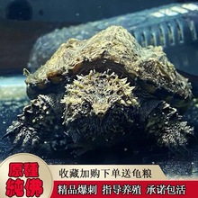 鳄龟爆刺幼苗凶猛正宗纯佛北美小鳄龟活体杂佛爆刺鳄龟宠物活体