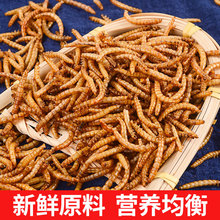 黄粉虫干工厂批发面包虫干外贸级仓鼠粮鱼粮宠物饲料观赏鱼龟鸟粮