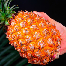 胖姐海南金钻17号凤梨新鲜当季时令水果树上熟黄金菠萝川渝_阿里巴巴