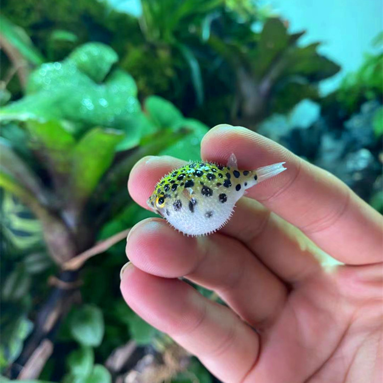 绿河豚鱼活体潜水艇鱼会金娃娃鱼会生气的鱼热带观赏鱼活体气泡鱼
