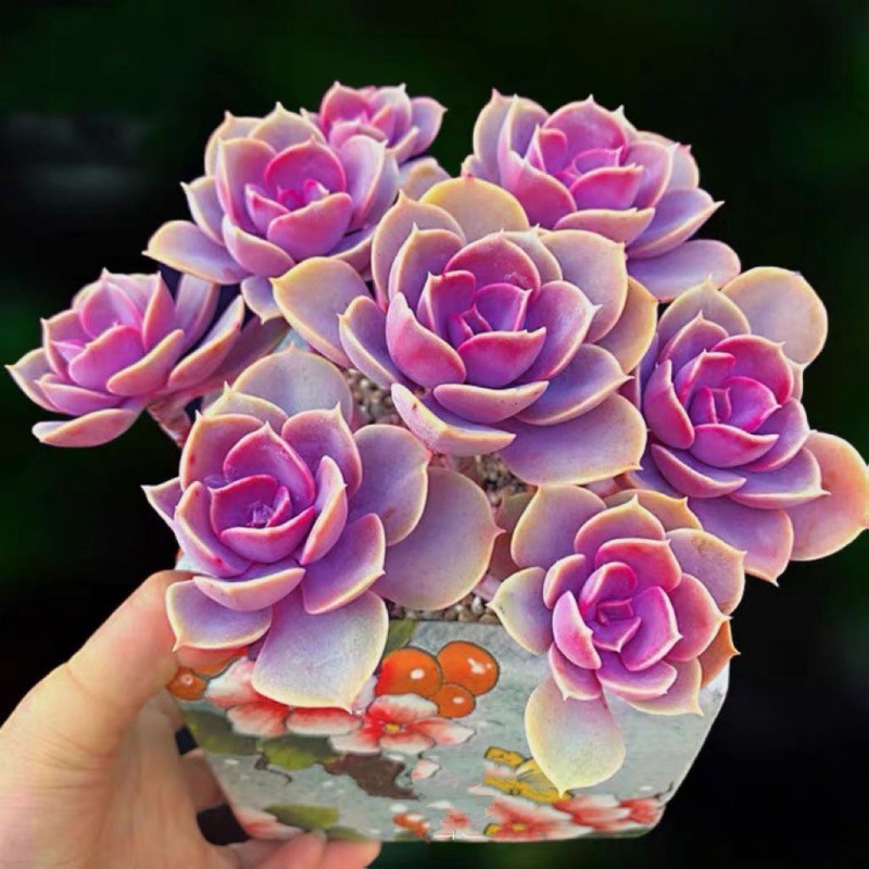 紫珍珠多肉红心莲植物室内组合小花卉秋季盆栽套餐办公桌绿植批发