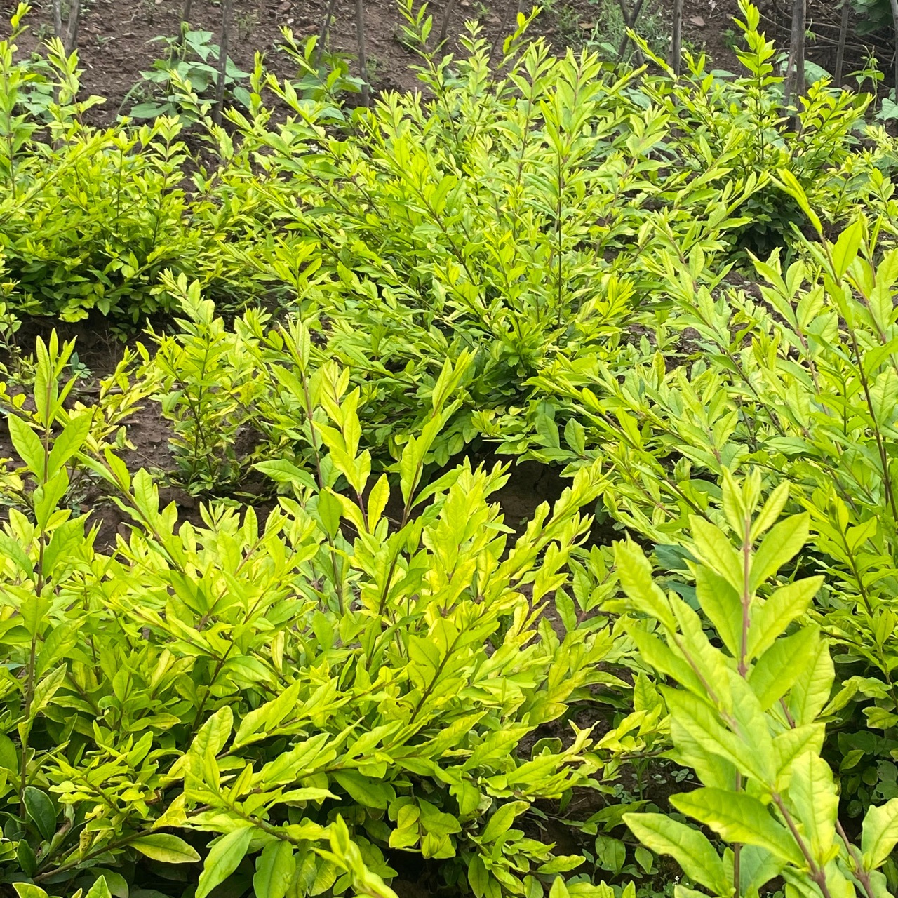 水蜡叶(水蜡叶子发黄)