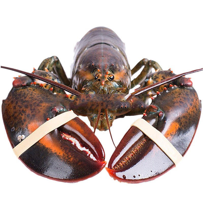 澳洲大龙虾波士顿龙虾大海鲜鲜活船冻小龙虾大虾新鲜帝王蟹波龙