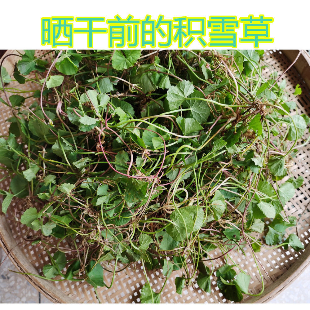 新鲜野生自晒干货雷公根干积雪草野生崩730天满天星中药材包邮