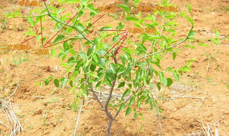 枣苗枣树苗 沾化冬枣树苗 雪红枣 嫁接 果树苗 盆栽地栽种植苗