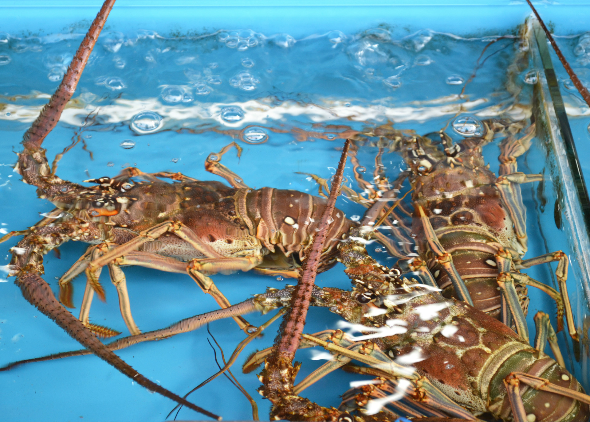 冷冻古巴龙虾波龙澳龙带须餐饮摆酒席特大海鲜小蜜蜂龙虾生鲜速冻